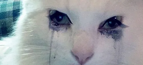 Ils testent les filtres Snapchat sur leurs animaux ! (photos)