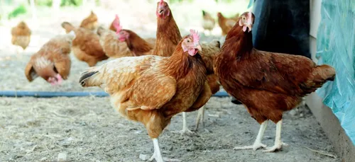 Un homme se retrouve condamné après avoir trompé sa femme avec une...