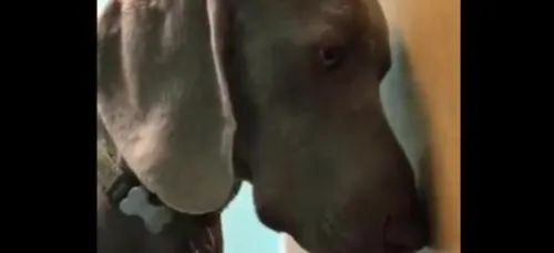 Après avoir mangé un joint, ce chien plane totalement ! (Vidéo)