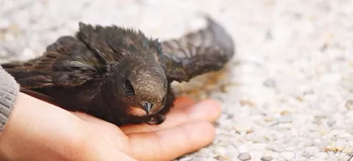 Fail : cette famille relâche un oiseau qu'elle avait recueilli mais...
