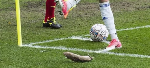 Les supporters de Brøndby IF jettent des rats morts sur le terrain...
