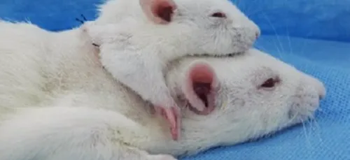 Horreur : ces scientifiques chinois ont réussi à greffer la tête...