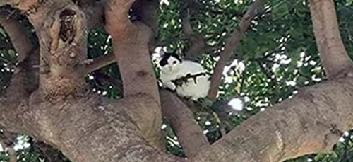 La police appelé pour arrêter un chat armé d'un fusil d'assaut