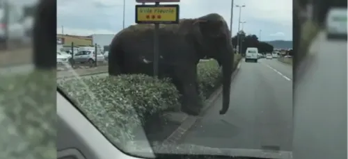 Clermont-Ferrand: échappé du cirque, cet éléphant se promène en...