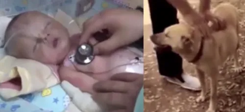 Enterré vivant, ce nouveau-né est sauvé par un chien !
