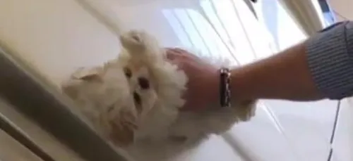 Cet homme lave sa voiture... à l'aide d'un chiot ! (Vidéo)