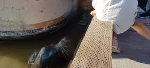 Une jeune fille se fait violemment entraîner dans l'eau par une...