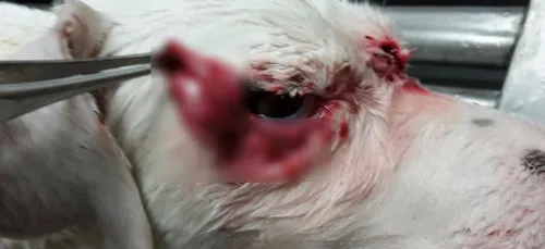 Victime de maltraitance au tir-bouchon, cette chienne reçoit 17...