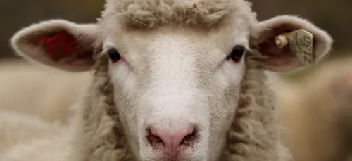 Drogués au cannabis, des moutons sèment la panique dans un village...