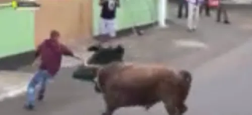 Un homme filmant un taureau avec son ipad se fait fracasser en...