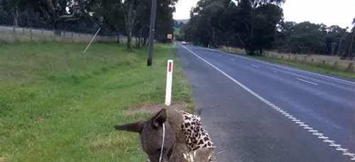 Australie: la photo de ce Kangourou décédé fait scandale et on...