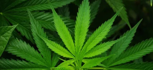 Dix jours après l’avoir légalisé, le Nevada est déjà à cours de...