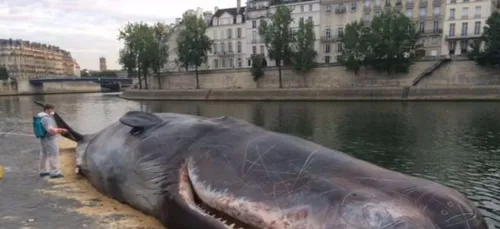 Un cachalot s'est échoué en plein cœur de Paris ! (Photo)