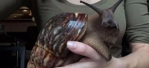 La photo de cet escargot absolument gigantesque terrorise les...