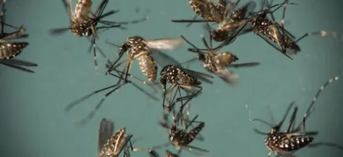 15 millions de moustiques génétiquement modifiés vont être lâchés...