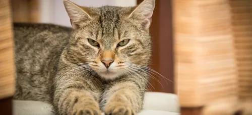 Japon: possible premier cas de transmission d'un grave virus, d'un...