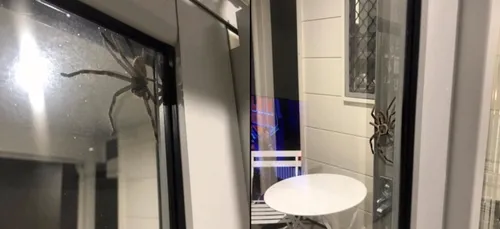 Une araignée absolument gigantesque fait son apparition en...