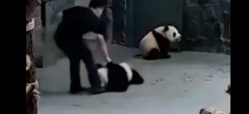 La vidéo de ces pandas maltraités enflamme le web et rend fou les...