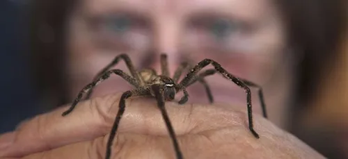 Araignée: les piqûres de la Recluse Brune seraient terribles pour...