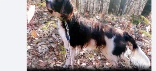 Un Allemand prend une année de congé pour retrouver sa chienne,...