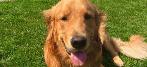 Etats-Unis: un chien déterre 72.000 euros d’héroïne dans le jardin...