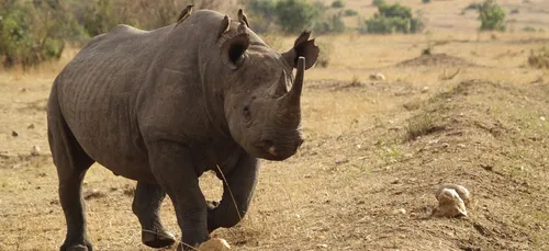 Afrique du Sud: un braconnier prend 20 ans de prison, une peine...