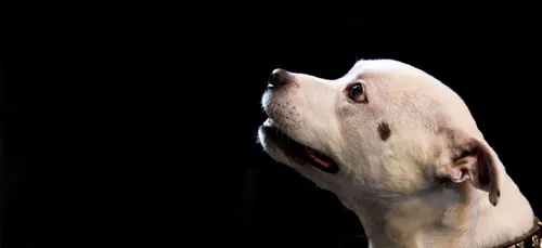 Sous crack, ce chien tue son maître au cours d'un entretien avec la...