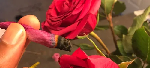 Aux Etats-Unis, les gens se mettent à rouler des spliffs avec des...