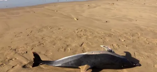 France : une dizaine de dauphins s'échoue dans le sud de la France !