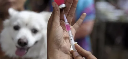 France : un enfant de 10 ans diagnostiqué de la rage après un...