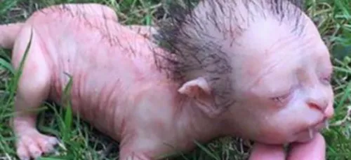 La photo d'un "bébé loup-garou" terrifie la Malaisie !