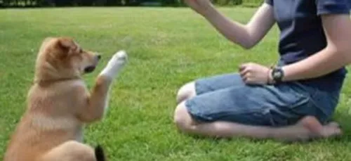 Découvrez comment les chiens tentent de communiquer avec nous !