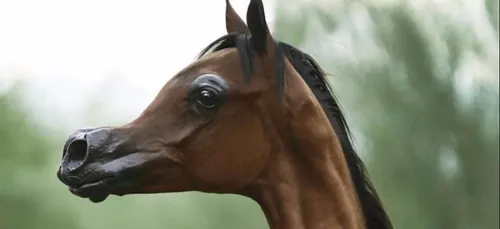 Pour satisfaire des "critères de beauté", certains éleveurs vont...