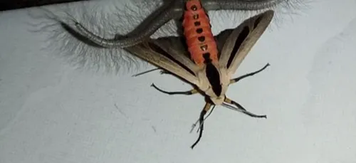 Un papillon de nuit absolument dégoutant terrorise l'Australie.