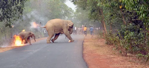 Un concours photo célèbre en quelque sorte... La maltraitance des...
