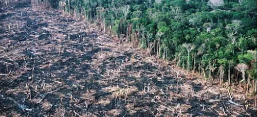 Brésil : une association souhaite replanter 73 millions d'arbres en...