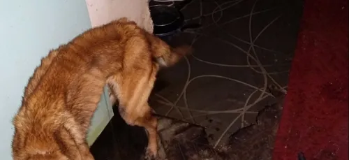 Maltraitance : plusieurs cadavres de chiens découverts dans un...