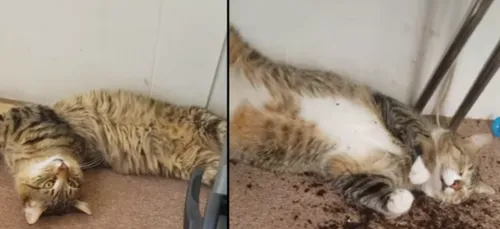 Un femme retrouve ses chats complètement stone après qu'ils aient...