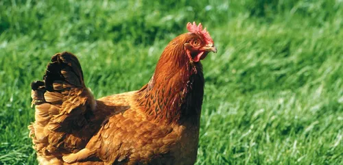 Âgé de 14 ans, il se fait arrêter pour avoir violé un poulet.