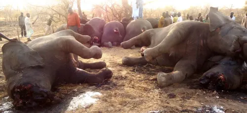 Finalement, Donald Trump n'autorisera pas l'importation de trophées...