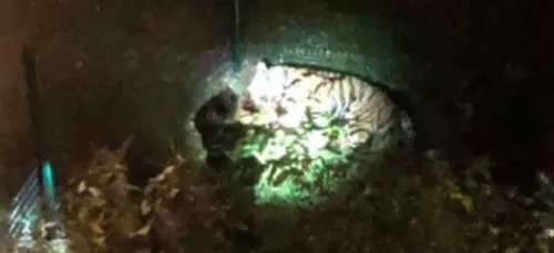 Un tigre abattu en plein Paris après s'être échappé d'un cirque.