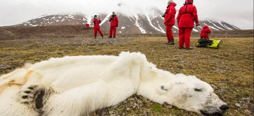 Un ours polaire à l'agonie devient le symbole du réchauffement...