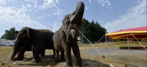 Paris s'engage à ne plus accepter les cirques utilisant des animaux...