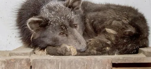 Un mystérieux "chien-ours" retrouvé mourant sur le bord d'une route...