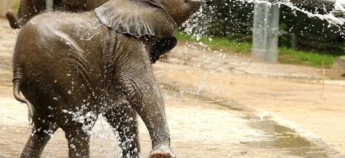 Selon un récente étude, les éléphants nous trouveraient "mignons" !