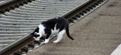 Un chat égaré prend le train pour rentrer chez lui !