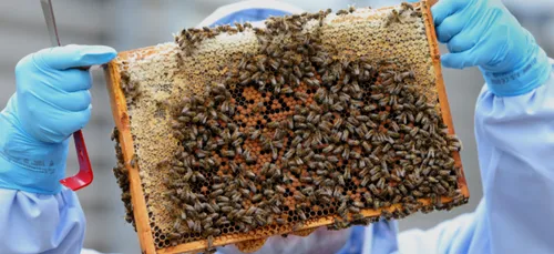 Pour avoir tué des abeilles, deux enfants pourraient passer 10 ans...