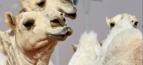 Arabie Saoudite: des chameaux botoxés participent à un concours de...