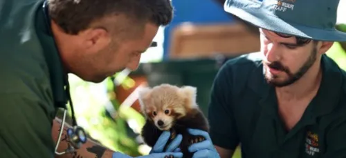 Les pandas roux, nouvelles victimes du braconnage en Asie.