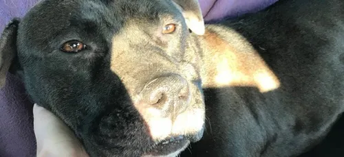 Le jeune homme ayant traîné son chien par un scooter, écroué par...